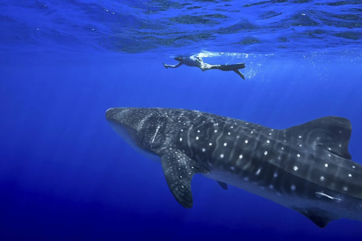 Australian Locals Rescue Great White Shark Stranded in Shallow Water