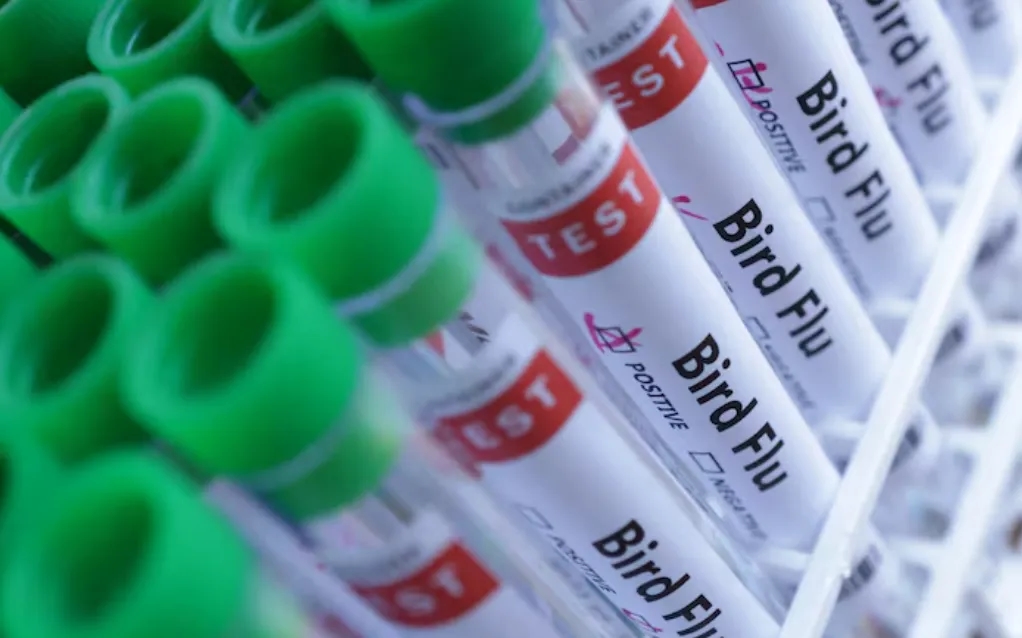 Brazil Hopes to be Officially Free of Bird Flu in 28 Days