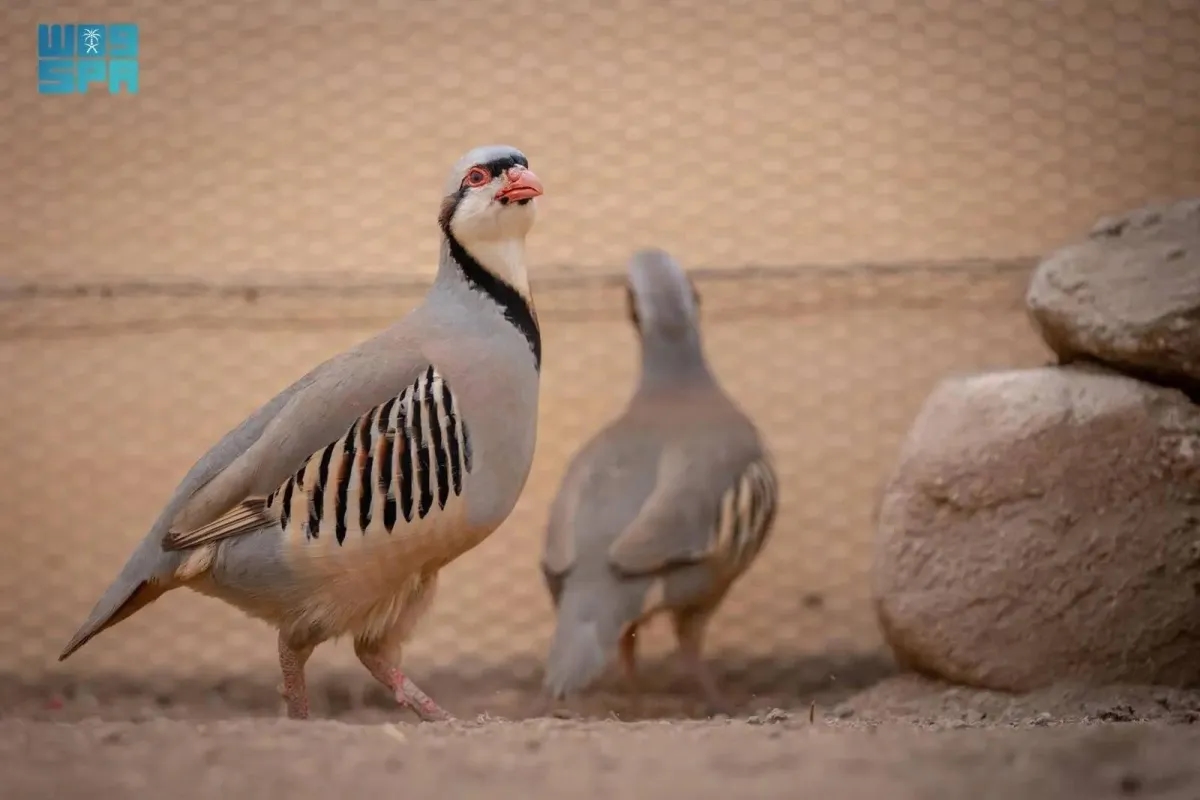 Saudi Wildlife Center Launches Partridge Breeding Programs to Reintroduce Species into Natural Habitats