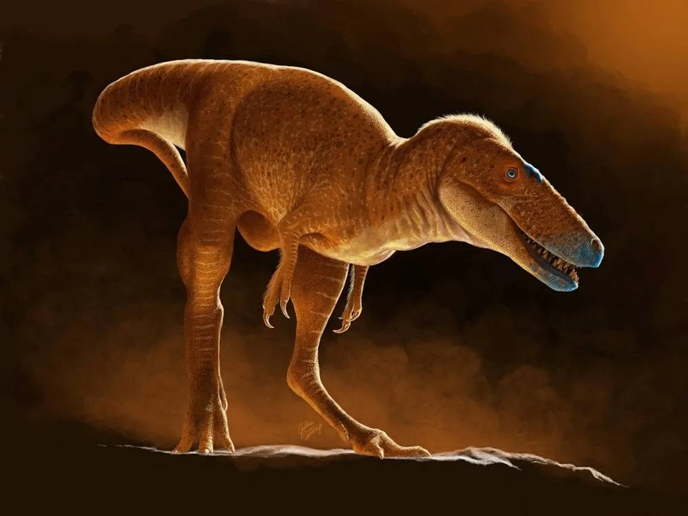 New T-Rex Ancestor Discovered in Drawers of Mongolian Institute