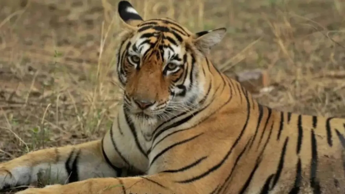 Arrowhead…Remembering India's Iconic Crocodile-Hunting Tigress