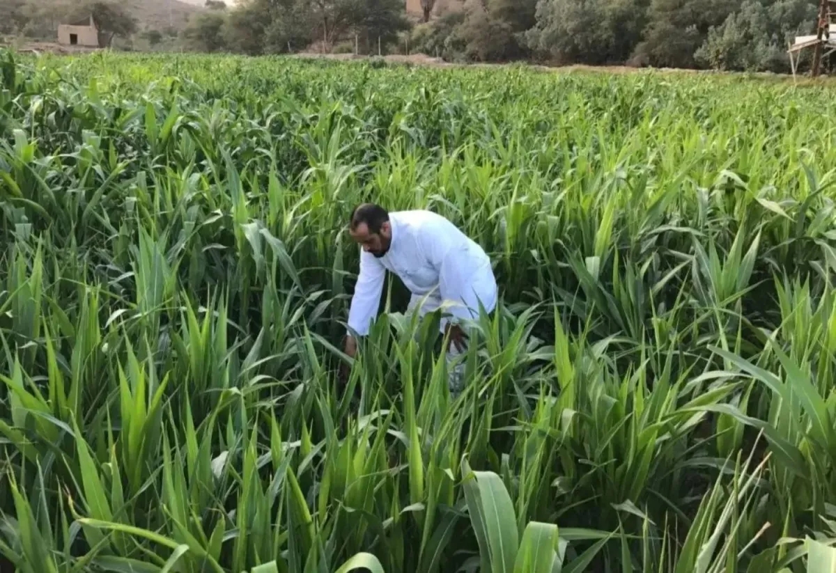 Saudi Arabia, IFAD Partner to Fight Hunger