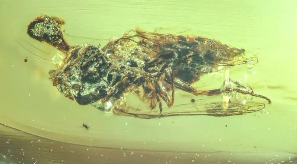 Zombie Fungus-Infected Fly Encased in 99-Million-Year-Old Amber