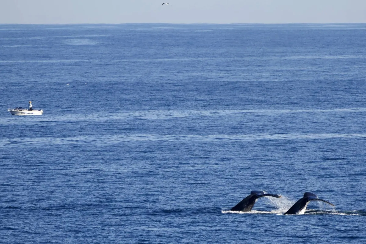 Killer Whales Found Sharing Food with Humans