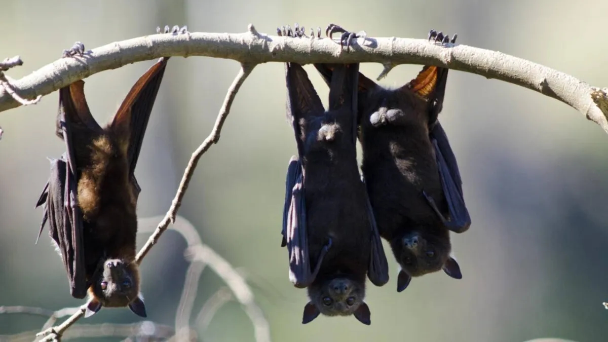 Australian Man Dies from Bat Bite