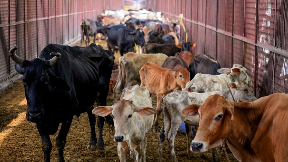 Maharashtra's cattle trade comes to near standstill as traders allege ‘free rein' to gau rakshaks