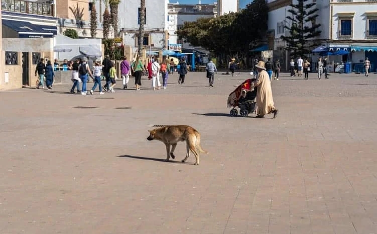 British tourist dies of rabies after contact with stray dog in Morocco