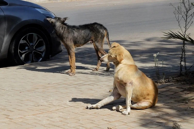 Switzerland updates Morocco travel advisory, warns of stray animals and rabies risk