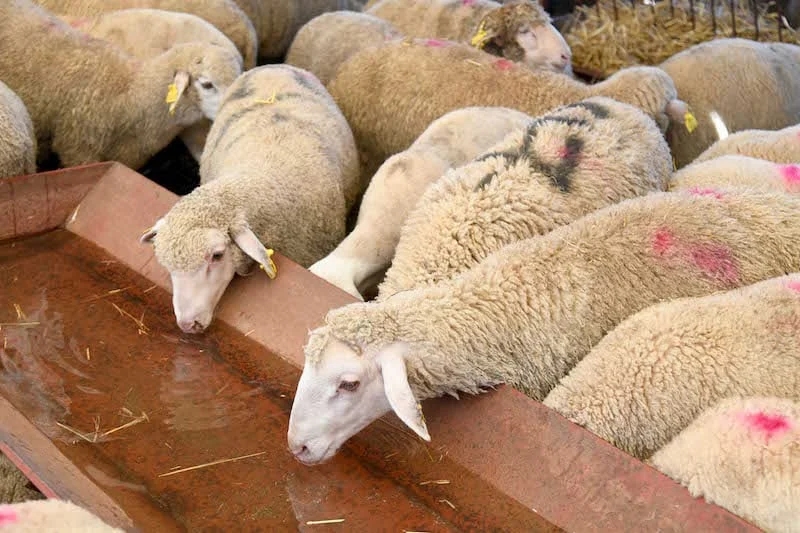 Morocco to spend 6.2 billion dirhams on livestock replenishment program