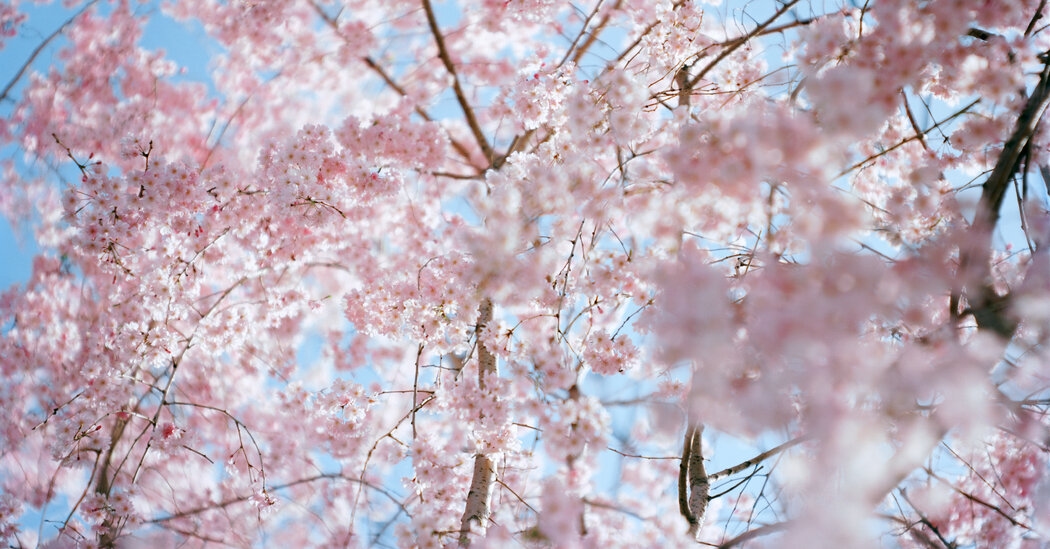 Praise Song for a False Spring