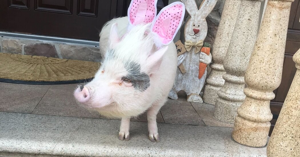 Lucy the Pig, a Celebrity on Staten Island, Can Stay at Home for Now