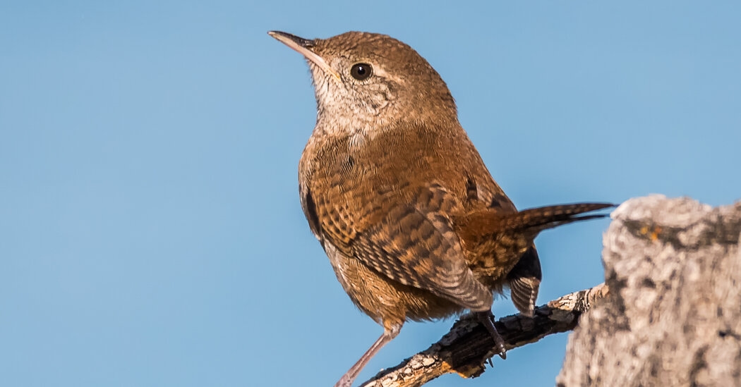 The Questions Started With the Wren