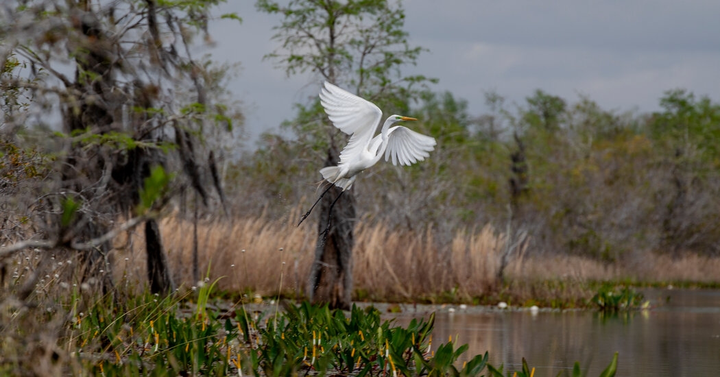 For Once, Some Good News About a Fragile Ecosystem