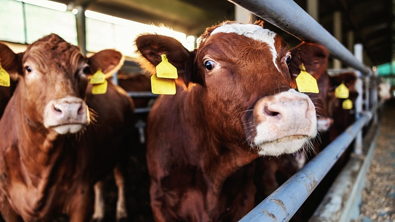 Cattle Farming Investment in Indonesia: Why Gaffar Farm Bersaudara Is Your Trusted Partner