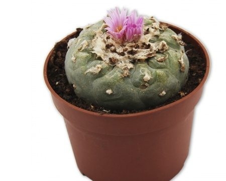 A Guide to Buying Peyote: Dos and Don'ts