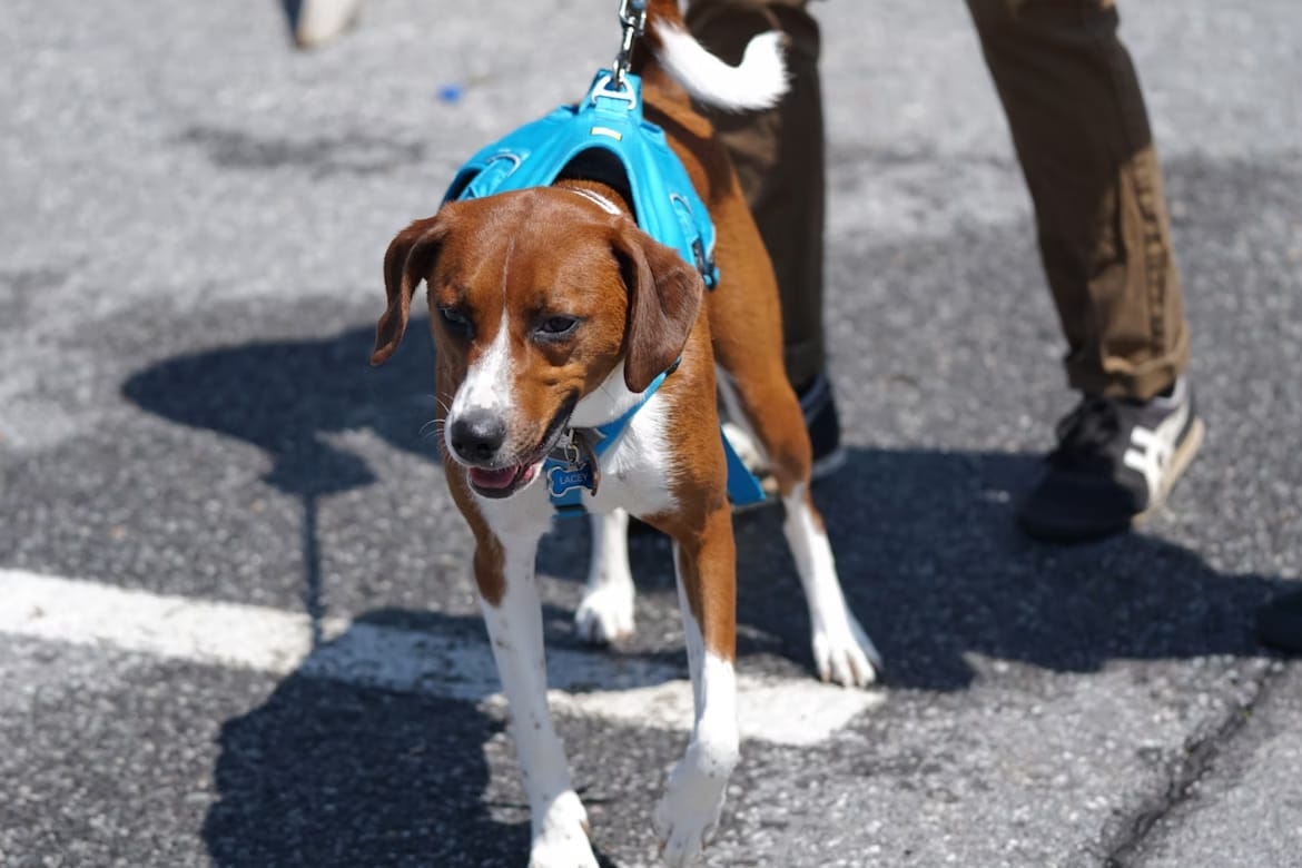 Tips for Choosing a Harness Your Dog Will Love