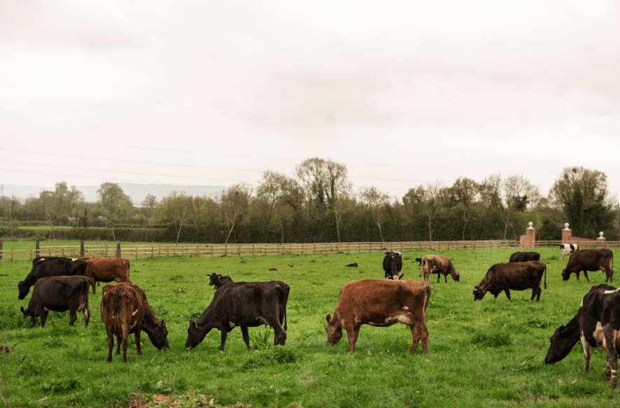 Most Common Cattle Diseases in [2025]: Diagnosis and Control