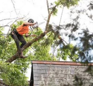 How to Stop Trees from Growing? Time Business News
