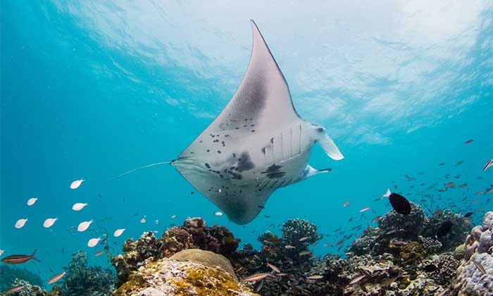 Experience Thrilling Manta Ray Encounters at The Fourth Edition of The Manta Retreat at InterContinental Maldives