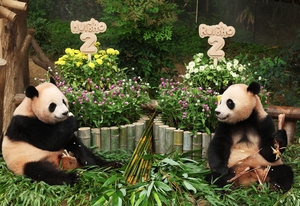 Panda twins turn 2