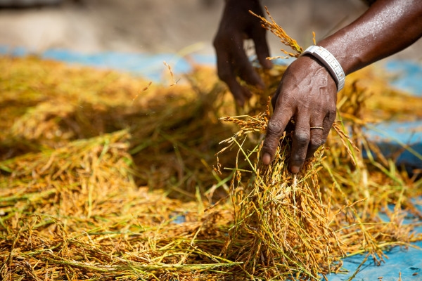 African Development Fund supports climate-resilient rice value chains across West Africa