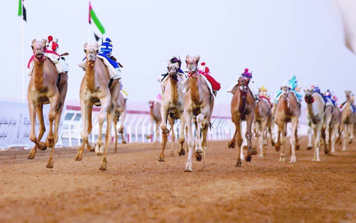 «نيران» و«مياس» يخطفان أضواء مهرجان العين للهجن