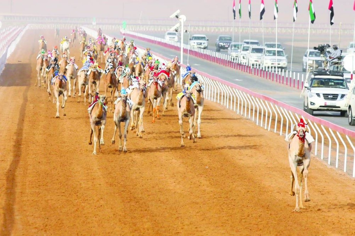 مهرجان العين للهجن يتوّج «علاج» و«شاهين» بالناموس