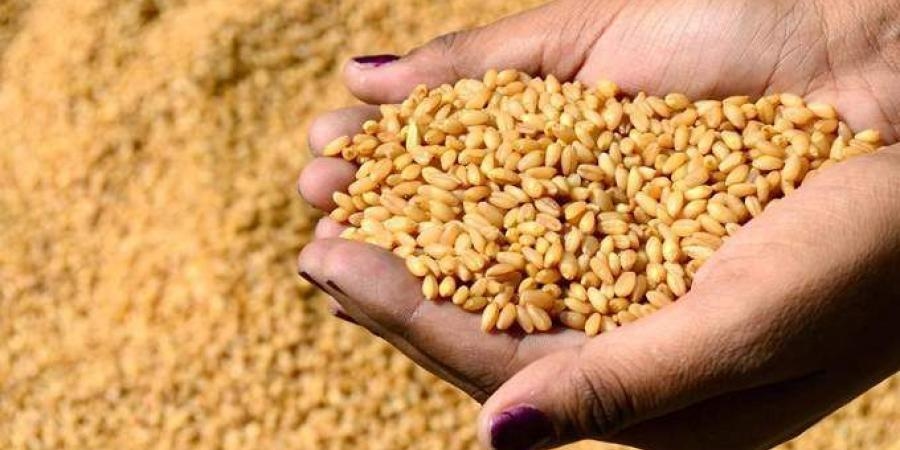 روسيا تخفض ضريبة تصدير القمح إلى الصفر