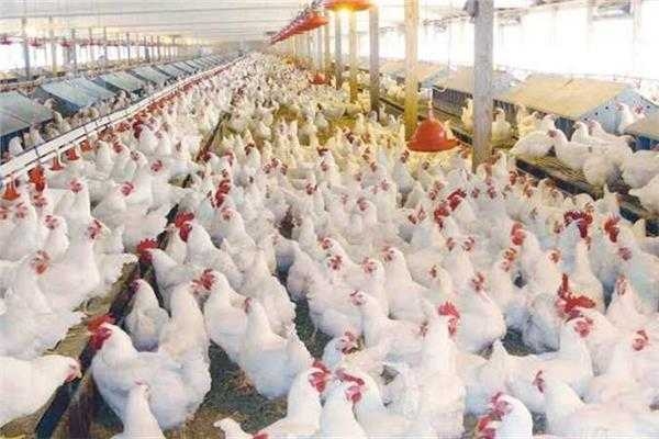 : أسعار الفراخ اليوم الأحد 29 يونيو 2025 بالأسواق المحلية