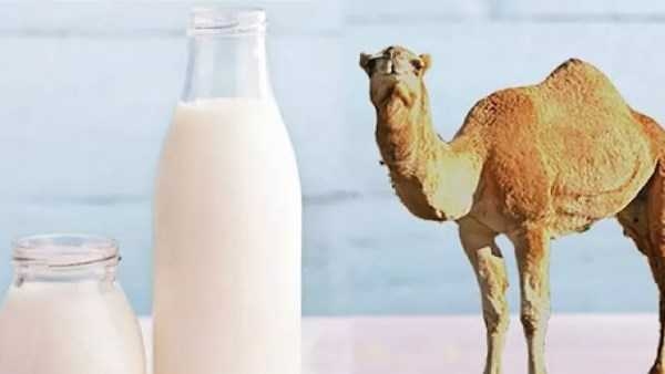: حليب الإبل: اكتشف فوائده الخفية في مكافحة السكري