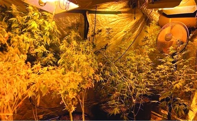 Life in jail for growing drugs at home