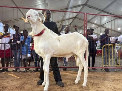 In Senegal, luxury sheep shine at a beauty contest and fetch a high price