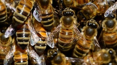 Unusual bee attack in French town leaves 24 injured, 3 critically