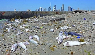 What scientists found in Kuwaiti waters is a game-changer for marine life