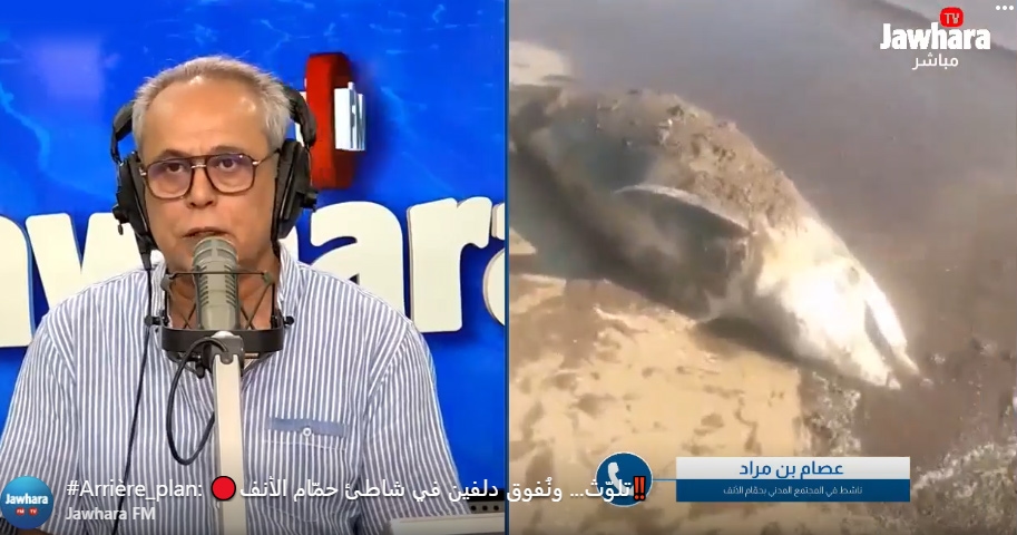 نفوق دلفين في شاطئ حمّام الأنف يثير القلق حول تلوّث المياه وغياب الحوكمة البيئية