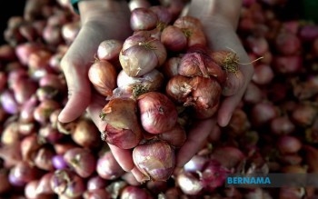 Kelantan Cultivating Onions To Reduce Reliance On Imports By 2030