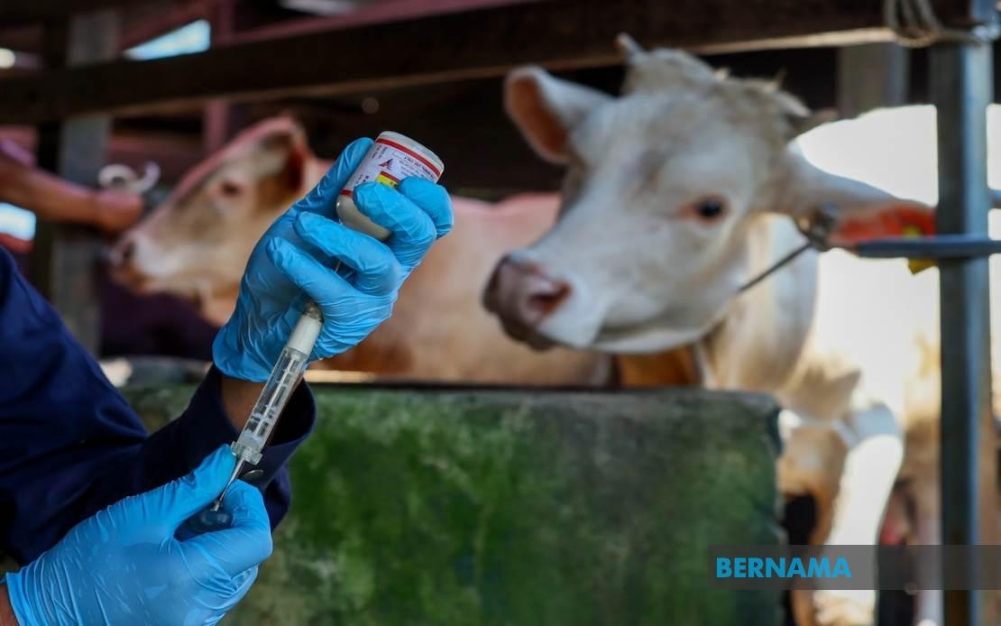 Terengganu JPV Implements Livestock Vaccination To Curb HS Outbreak