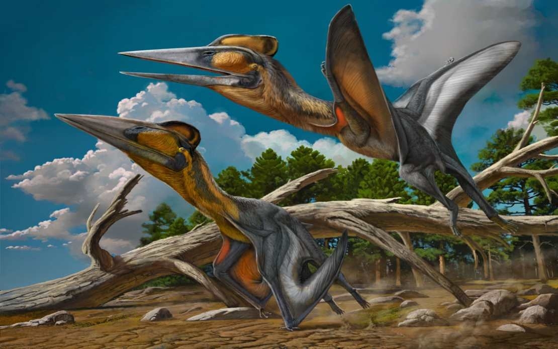 Japan Dinosaur Museum Identifies Fossil As New Pterosaur Species