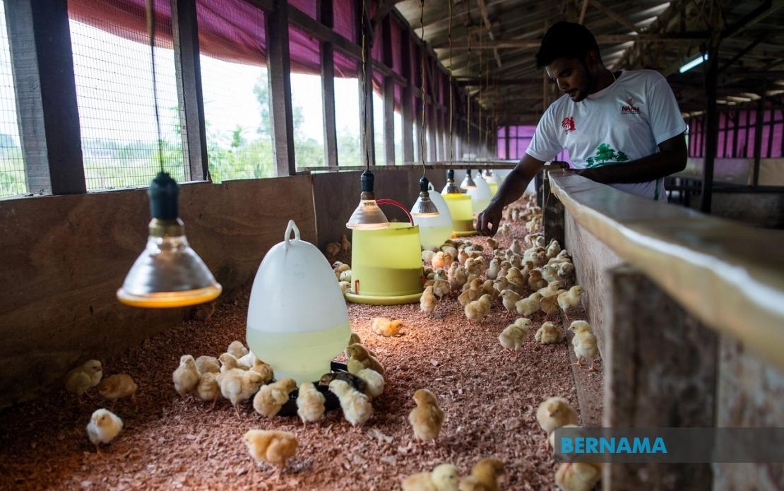 Penang Records RM1.906 Million In Livestock Revenue Last Year