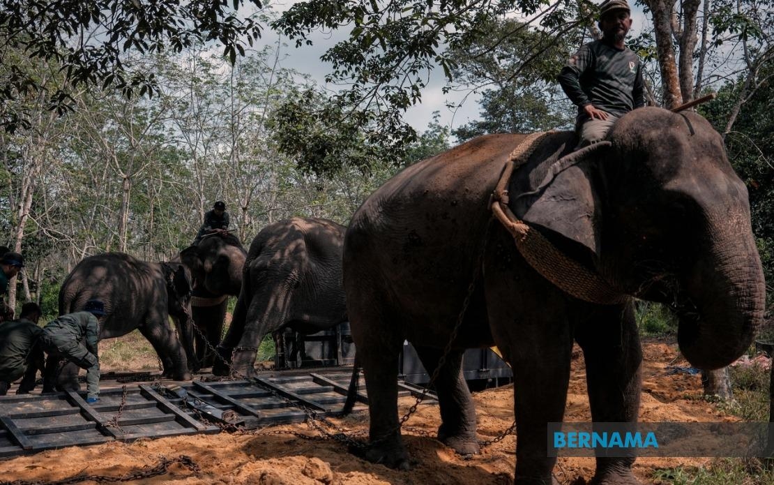 Wild Elephants Given A Second Chance Through Johor Translocation Operation