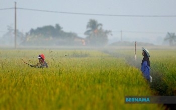 Sabak Bernam Identified As Selangor's Main Rice-Producing District