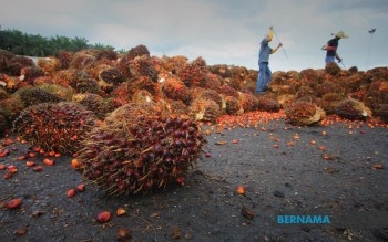 Palm Oil Exports Remain Elevated At 1.26 Million Tonnes In June