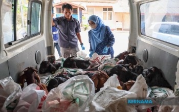 Terengganu JPV Seizes 28 Smuggled Goats Ahead Of Aidiladha