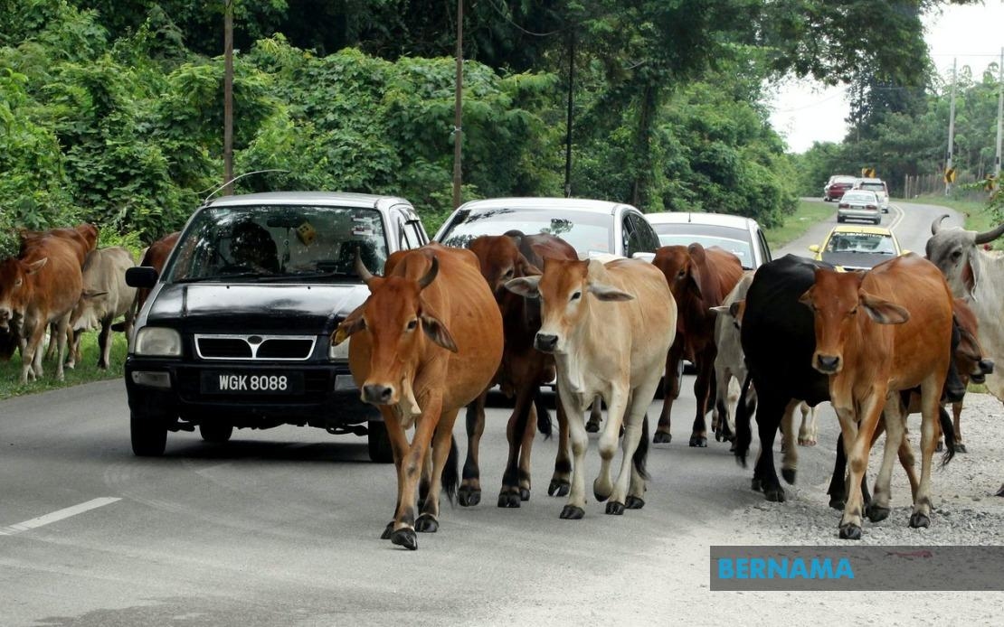 Terengganu Plans New Enactment To Address Livestock Roaming Issue