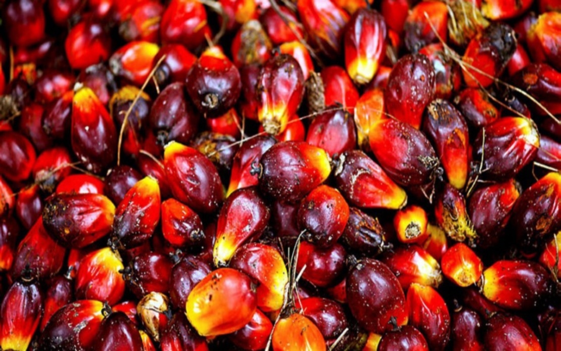 CPO Futures End Lower As Market Awaits Fresh Export, Production Data