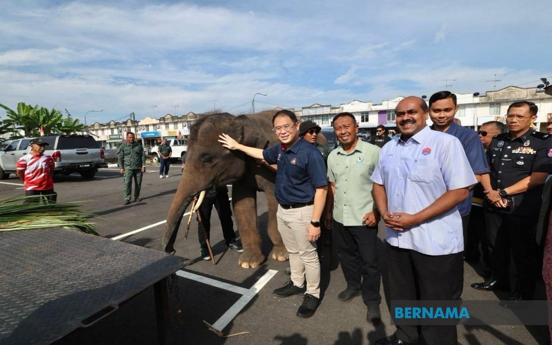 PERHILITAN Launches Elephant Translocation Operation
