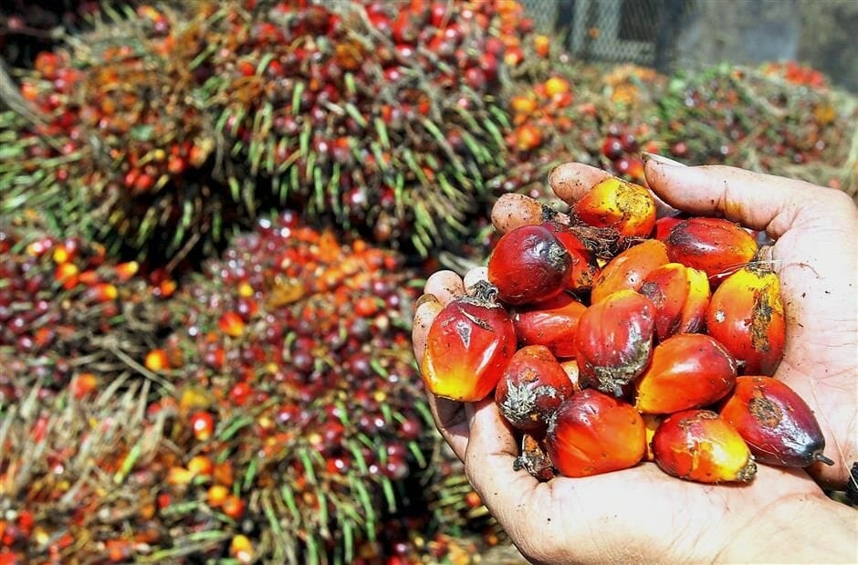 MPOC's Global Trade Mission Spurs RM188.5 Million In Potential Palm Oil Deals
