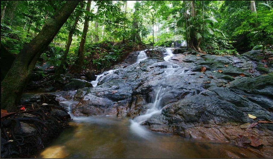 FRIM Selangor Forest Park Named Malaysia's Sixth UNESCO World Heritage Site