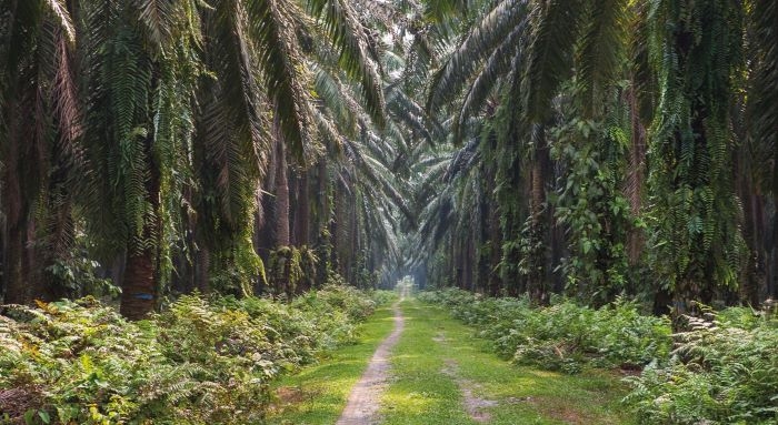 Malaysia's Palm Oil Output Expected To Rebound In 2025/26 Amid Lingering Challenges: BMI