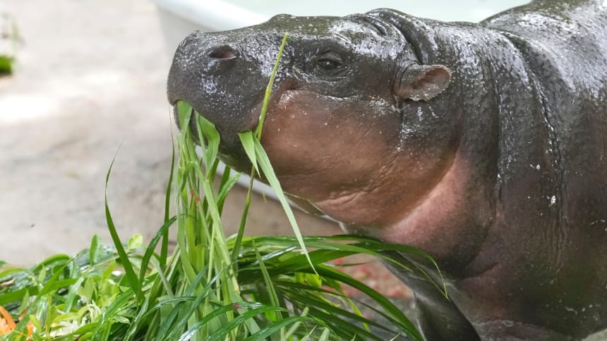 Happy first birthday to Moo Deng, the viral pygmy hippo